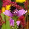 Hummel