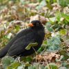 Amsel