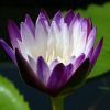 Seerose