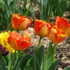 Tulpen