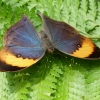 Blatt Schmetterling geöffnet