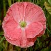 Mohnblüte
