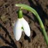 Schneeglöckchen