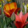 Tulpen
