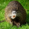 Nutria