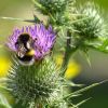 Hummel
