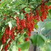Johannisbeeren