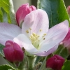 Apfelblüte