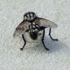 Fleischfliege