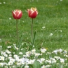 Tulpen