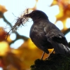 Amsel