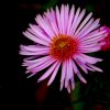 Aster