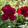 Rote Rosen