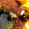 Hummeln und Bienen