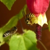 Biene und Wespe