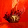 Mohn von innen