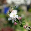 Apfelblüte