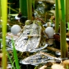 Aufgeblasener Frosch