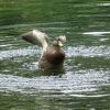 Ente