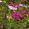 Wiesenblumen