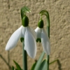 Schneeglöckchen