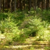 Im Wald