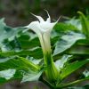 Blüte