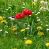 Blumenwiese