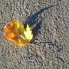 Blatt mit Schatten