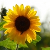 Sonnenblume