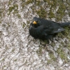 Amsel