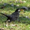 Amsel mit weissen Flecken