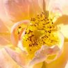 Buschrose