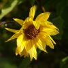 Helianthus Tuberosus