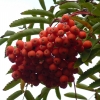 Rote Beeren