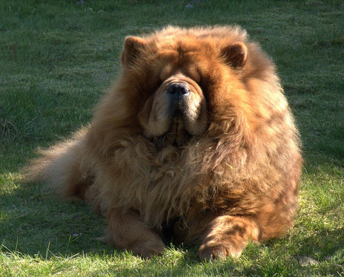 Bussi:  Chow Chow