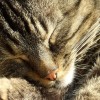 Eneyo:  Schlafende Katze