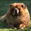 Bussi:  Chow Chow