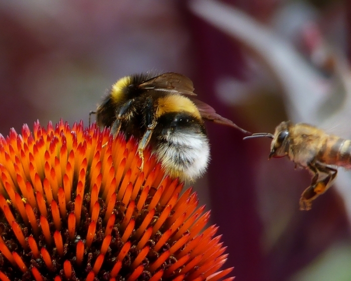 Bussi: Hummel und Biene