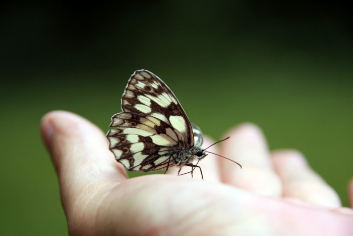 Felfrie: Schmetterling auf der Hand