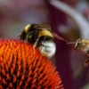 Bussi: Hummel und Biene