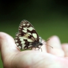 Felfrie: Schmetterling auf der Hand