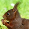 Bussi: Eichhörnchen mit einer Walnuss