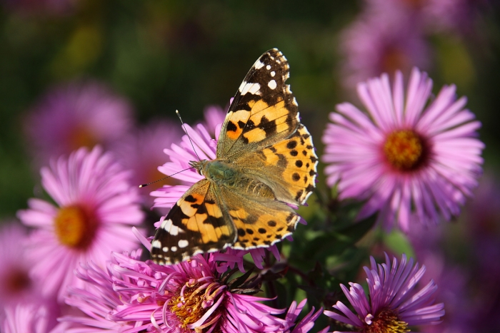 Felfrie: Schmetterling auf Astern