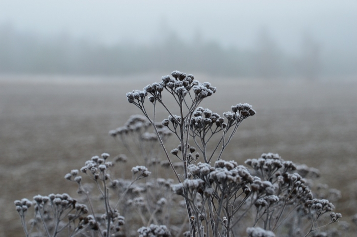 Violette: Nebel im Dezember