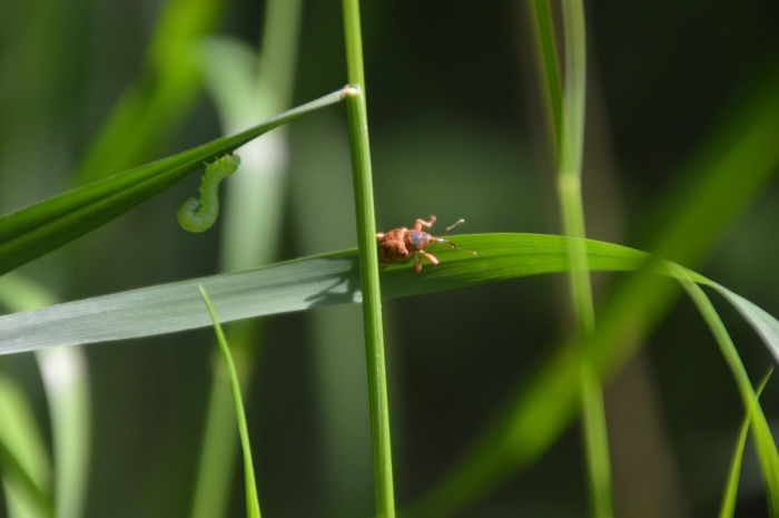 Violette: Käfer und grüne Raupe