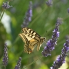 Violette: Schmetterling