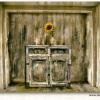 Teddynash: Vase mit Sonnenblume