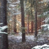Quassel:  Wald im Dezember