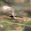 Jomo: Libelle im Flug